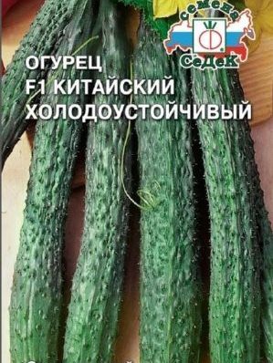 What is the uniqueness of Chinese cucumber and how to get a decent harvest?