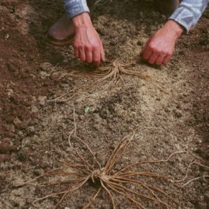 Wanneer en hoe asperges in de herfst op de juiste manier worden getransplanteerd