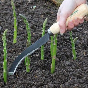 Када и како правилно пресадити шпароге на јесен