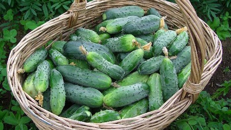 When is it better to pick cucumbers, in the morning or in the evening, and on what the features of harvesting depend