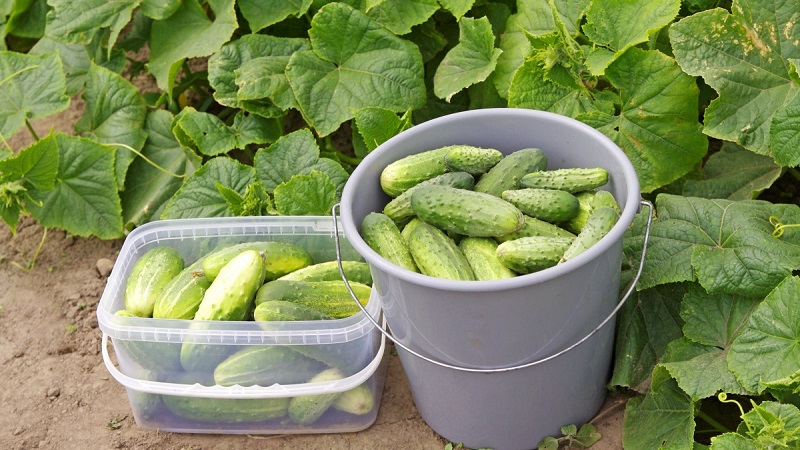 Kedy je lepšie zbierať uhorky, ráno alebo večer, a na čom závisí vlastnosti úrody