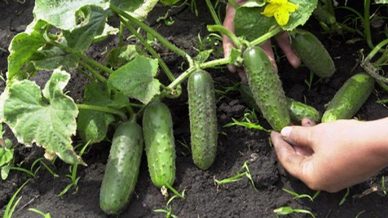 Wanneer is het beter om komkommers te plukken, 's ochtends of' s avonds, en van wat de kenmerken van het oogsten afhangen