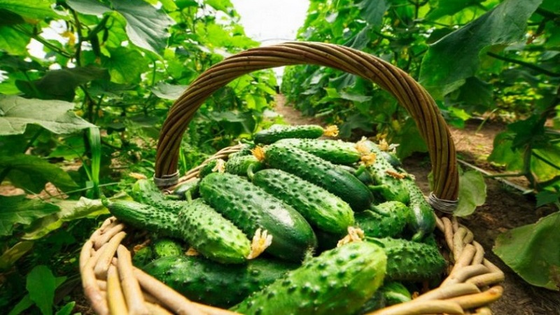 When is it better to pick cucumbers, in the morning or in the evening, and on what the features of harvesting depend