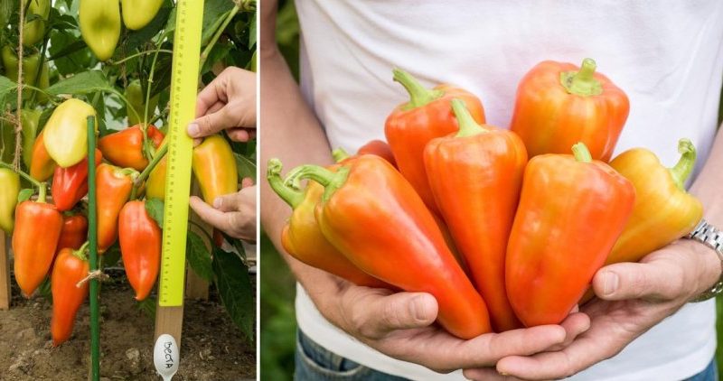When to remove peppers from a bush: harvest on time