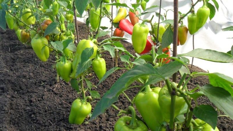 When to remove peppers from a bush: harvest on time