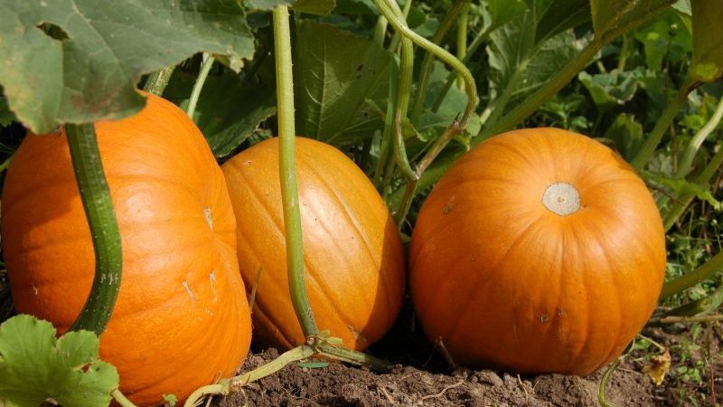 Harvesting on time: when to harvest pumpkin and how to determine its ripeness in the garden