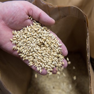 Sino ang maaaring kainin ng feed barley