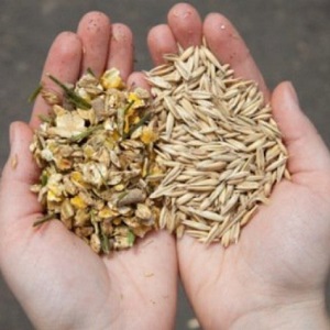 Sino ang maaaring kainin ng feed barley