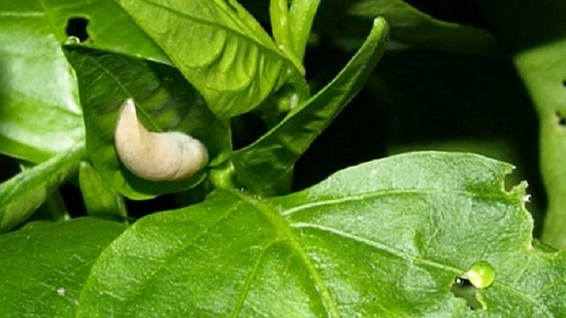 Les feuilles de poivron sont toutes dans des trous: qui mange la récolte et comment lutter contre les ravageurs