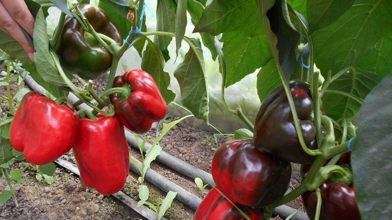De bästa paprika för växthus i Moskva-regionen