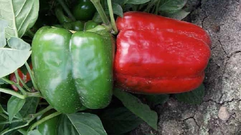 Najlepšie sladké papriky pre skleníky v Moskovskej oblasti