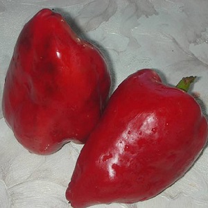 Οι καλύτερες πιπεριές για θερμοκήπια στην περιοχή της Μόσχας