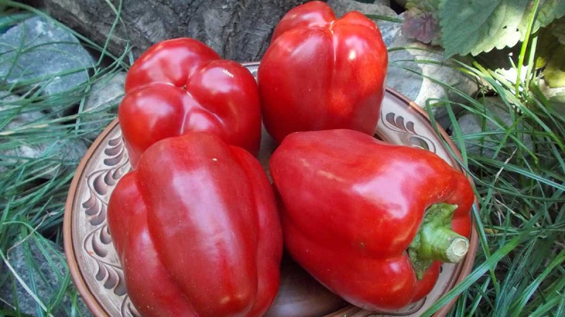 Najbolje slatke paprike za staklenike u moskovskoj regiji