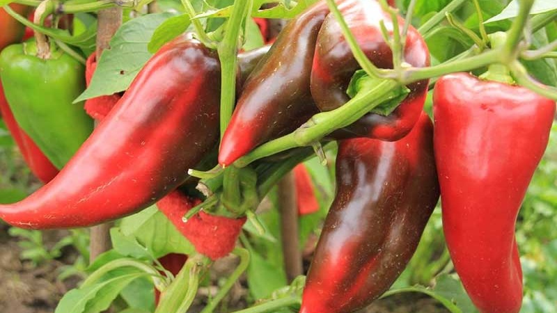 Οι καλύτερες πιπεριές για θερμοκήπια στην περιοχή της Μόσχας