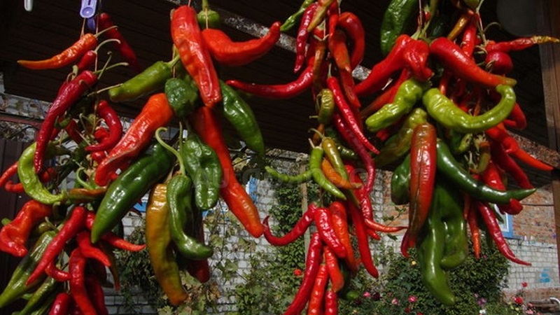 Những cách tốt nhất để thu hoạch ớt cay cho mùa đông: công thức bảo quản và làm khô gia vị nóng