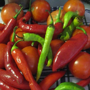 The best ways to harvest hot peppers for the winter: recipes for preserving and drying hot seasonings