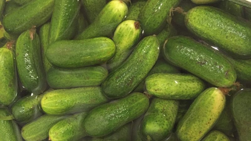 Heerlijke en gemakkelijk te kweken komkommers Lukhovitsky