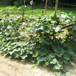 Pepinos deliciosos e fáceis de cultivar Lukhovitsky