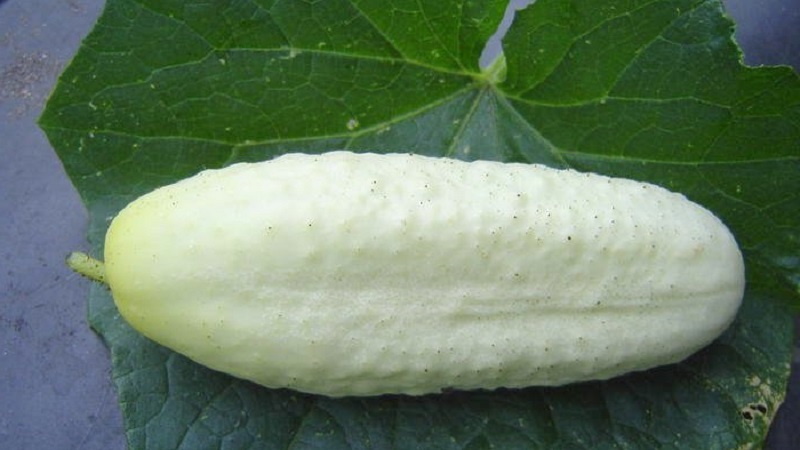Birçok yaz sakininin favorisi, sıradışı görünümü ve hoş tadı ile White Angel salatalık çeşididir.