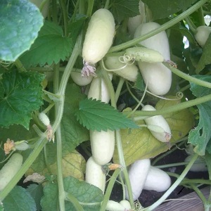 The favorite of many summer residents is the White Angel cucumber variety with an unusual appearance and pleasant taste