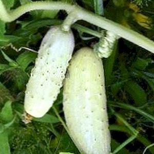 De favoriet van veel zomerbewoners is de komkommersoort White Angel met een ongewoon uiterlijk en aangename smaak