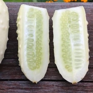 El preferit de molts residents d’estiu és la varietat de cogombre White Angel d’aspecte inusual i gust agradable