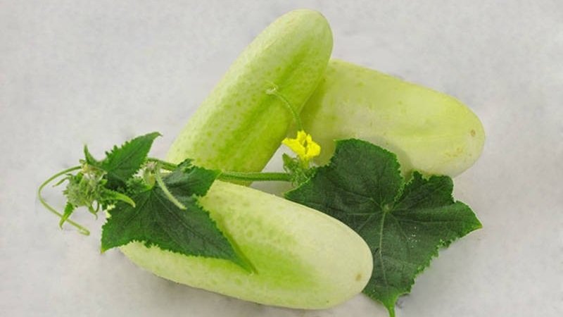 De favoriet van veel zomerbewoners is de komkommersoort White Angel met een ongewoon uiterlijk en aangename smaak