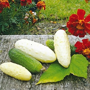 Der Favorit vieler Sommerbewohner ist die Gurkensorte White Angel mit ungewöhnlichem Aussehen und angenehmem Geschmack