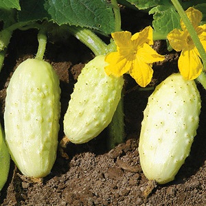 Il preferito di molti residenti estivi è la varietà di cetriolo White Angel con un aspetto insolito e un gusto gradevole