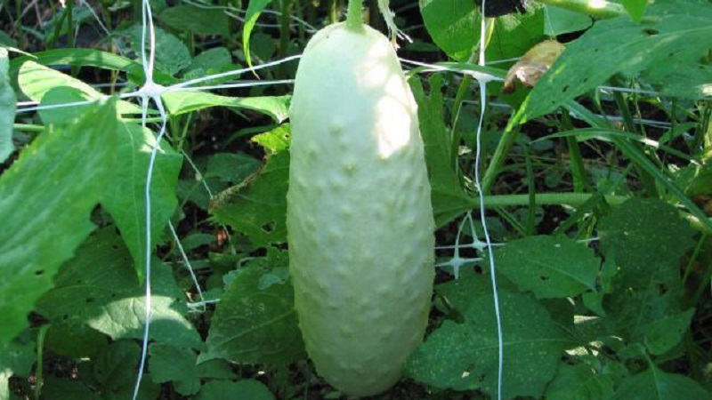 The favorite of many summer residents is the White Angel cucumber variety with an unusual appearance and pleasant taste