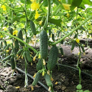 Como cultivar corretamente pepinos Marinda f1 em sua parcela e obter uma rica colheita