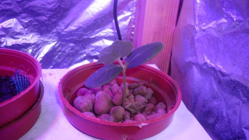 Como cultivar corretamente pepinos Marinda f1 em sua parcela e obter uma rica colheita