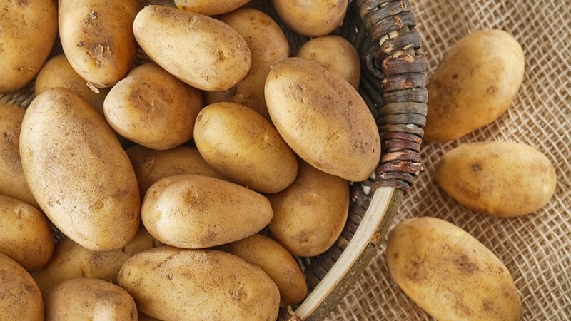 Kan du äta potatis medan du ammar?
