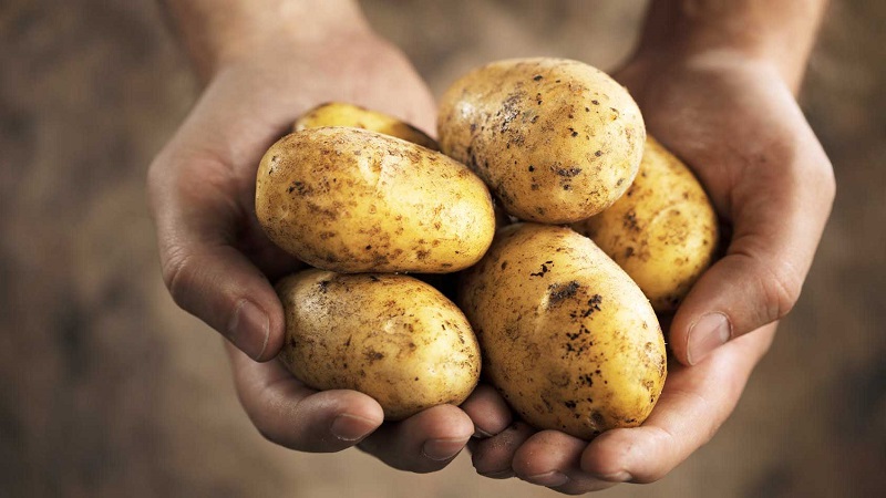 Kun je aardappelen eten terwijl je borstvoeding geeft?