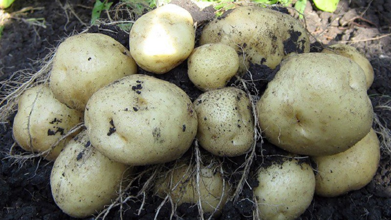 Yeşil patates yemek mümkün mü, insan vücudu için tehlikeli mi ve neden