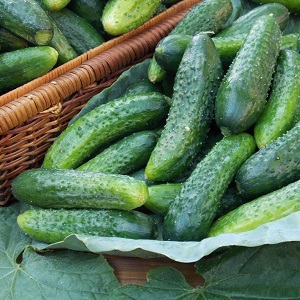Is it possible to salt Zozulya cucumbers and how to do it correctly