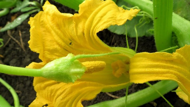 Umjesto jajnika na bundevi, neplodnog cvijeta - što učiniti i kako se nositi s njim: identificiramo uzroke problema i rješavamo ih