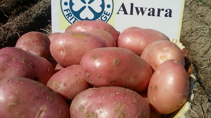 موثوقة ومحبوبة من قبل المزارعين ، ألفار بطاطس متنوعة من مربي الألمان