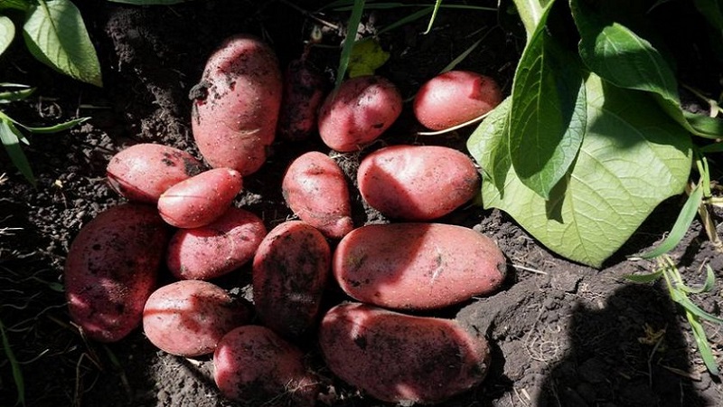 Reliable and beloved by farmers, Alvar potato variety from German breeders