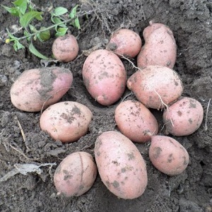 Affidabile e amata dagli agricoltori, varietà di patate Alvar di allevatori tedeschi