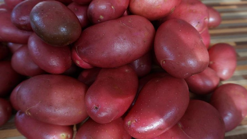 Pålitlig och älskad av jordbrukare, Alvar potatisvariant från tyska uppfödare