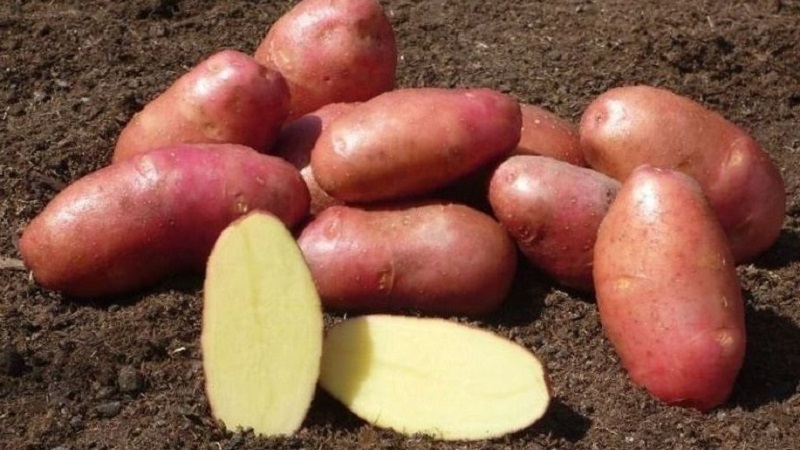 Αξιόπιστη και αγαπητή από τους αγρότες, ποικιλία πατάτας Alvar από γερμανούς κτηνοτρόφους