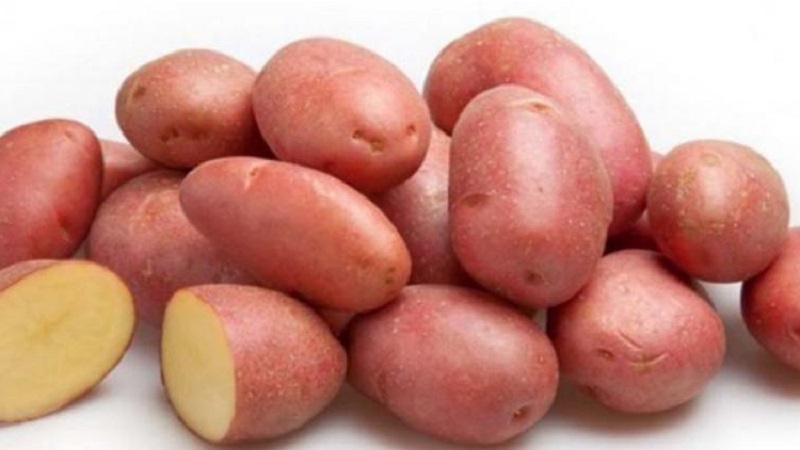 Maaasahan at minamahal ng mga magsasaka, Alvar patatas iba't-ibang mula sa Aleman breeders