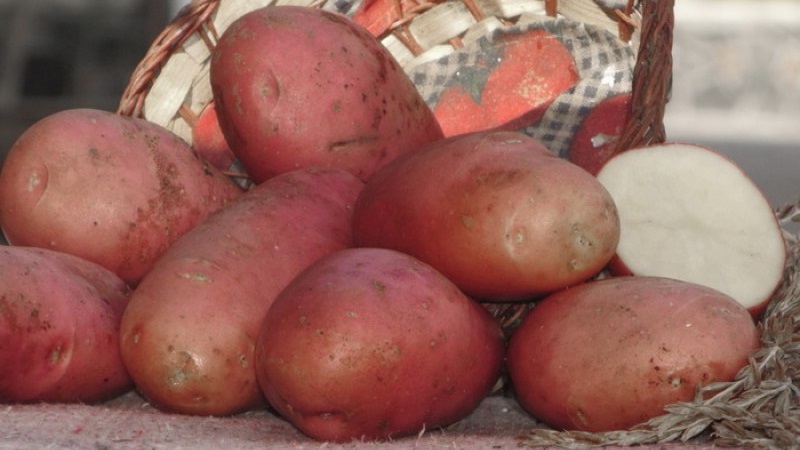 Çiftçiler tarafından güvenilir ve sevilen Alman yetiştiricilerinden Alvar patates çeşidi