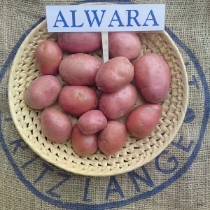 Betrouwbaar en geliefd bij boeren, Alvar-aardappelras van Duitse fokkers