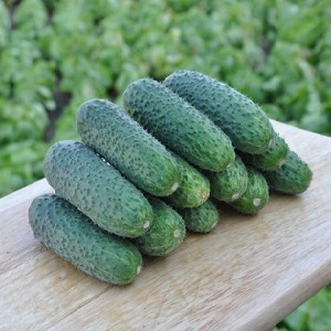 Een pretentieloze hybride van Tsjaikovski f1-komkommers die zelfs met minimaal onderhoud een rijke oogst oplevert