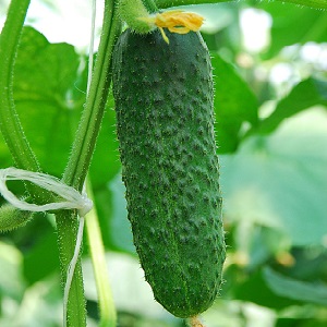 Een pretentieloze hybride van Tsjaikovski f1-komkommers die zelfs met minimaal onderhoud een rijke oogst oplevert