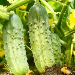 Eine unprätentiöse Hybride aus Tschaikowsky-F1-Gurken, die selbst bei minimalem Wartungsaufwand eine reiche Ernte liefert