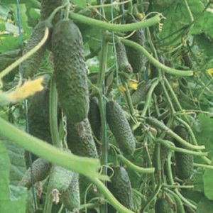 Een pretentieloze hybride van Tsjaikovski f1-komkommers, die zelfs met minimaal onderhoud een rijke oogst oplevert