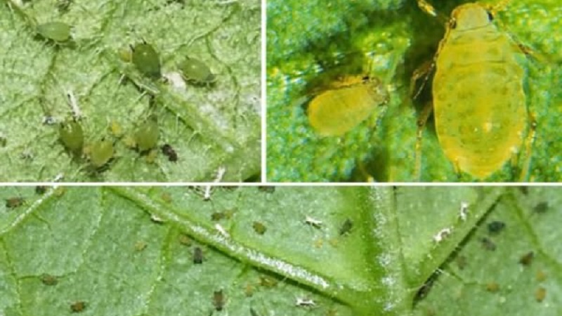 Paano iproseso ang mga pipino mula sa aphids sa panahon ng fruiting?
